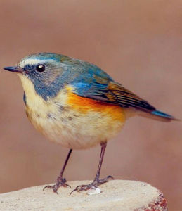 紅脅藍尾鴝 紅脅藍尾鴝