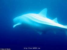 白化鯨鯊