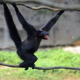 紅臉蜘蛛猴 紅臉蜘蛛猴