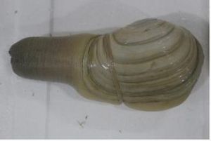 楔狀水蚌 楔狀水蚌