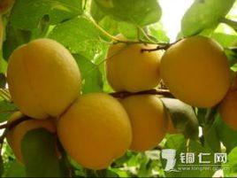 玉屏黃桃 玉屏黃桃