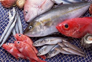 魚類嘌呤含量較高