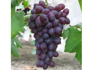 矢富羅莎 矢富羅莎