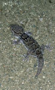 脊椎動物 脊椎動物