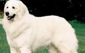 哥威斯犬 哥威斯犬