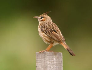 擬鷚灌叢雀 擬鷚灌叢雀