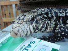 阿根廷黑白泰加