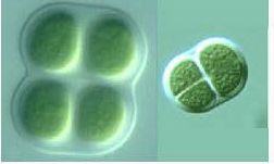 色球藻屬 色球藻屬