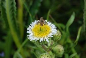 玉山飛蓬 玉山飛蓬