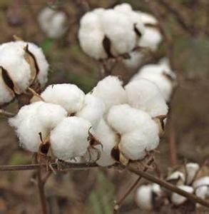 魯棉研30號 魯棉研30號