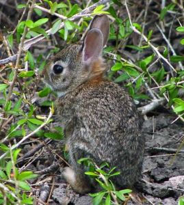 蒂氏林兔 蒂氏林兔