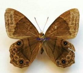 苔娜黛眼蝶 苔娜黛眼蝶