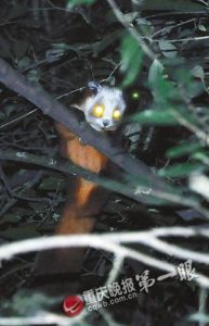 鍋圈盪天坑 鍋圈盪天坑