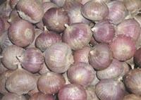 溫江大蒜 溫江大蒜