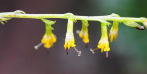 瓜拉坡蟹甲草 瓜拉坡蟹甲草