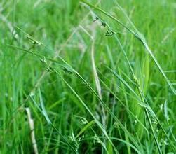 線莖薹草 線莖薹草