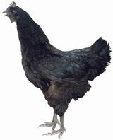 餘干烏黑雞(母雞)