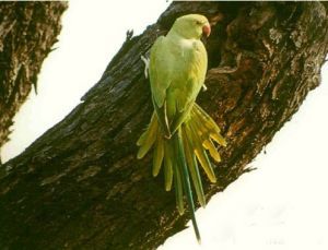 紅領綠鸚鵡