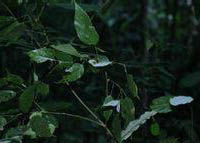 粉葉野桐 粉葉野桐