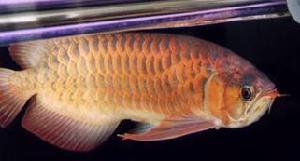 （圖）骨咽魚科