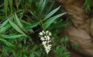 柳葉水錦樹 柳葉水錦樹