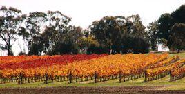 布樂酒莊 布樂酒莊