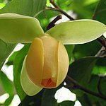 單室木蘭科 單室木蘭科