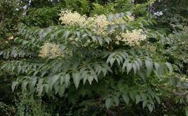 西南楤木 西南楤木