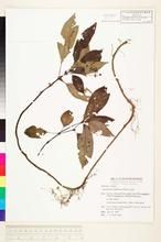 單頭台灣粘冠草 單頭台灣粘冠草