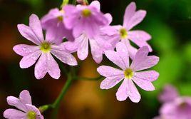 岩生報春 岩生報春