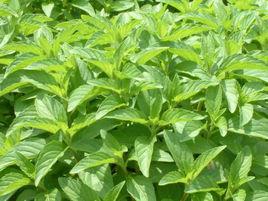 日本薄荷 日本薄荷