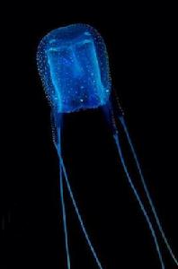 伊魯坎吉水母 伊魯坎吉水母