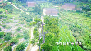 婆婆仙梯田果園 婆婆仙梯田果園