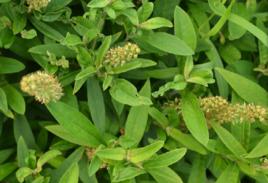 狼尾巴花 狼尾巴花