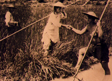 《豐年》 《豐年》