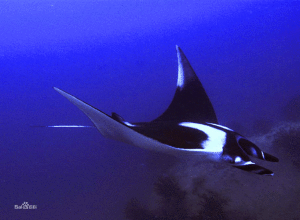 日本蝠鱝魚腦 日本蝠鱝魚腦