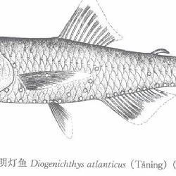 毛氏燈梭魚 毛氏燈梭魚