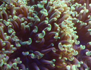 大榔頭珊瑚