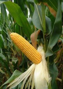 橋玉8號 橋玉8號