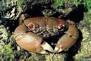 光手酋婦蟹 光手酋婦蟹