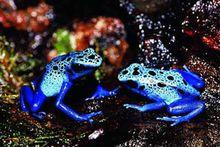 鈷藍箭毒蛙