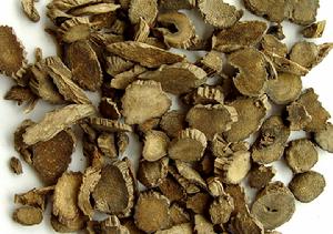 Cyathula officinalis