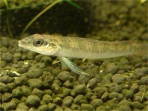 仙女短鯛 仙女短鯛