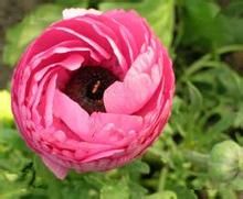 毛茛蓮花 毛茛蓮花