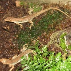 阿賴山無臉蜥 阿賴山無臉蜥