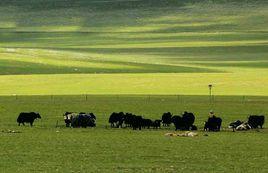 那曲草原 那曲草原