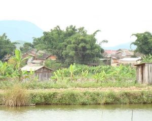 向東自然村 向東自然村