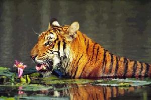 美麗的中國虎