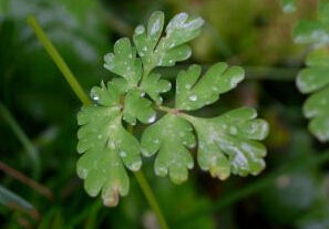珠芽穆坪紫堇 珠芽穆坪紫堇