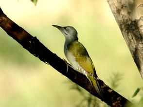 綠背啄木鳥 綠背啄木鳥